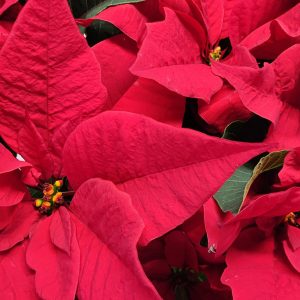 Poinsettia: la Stella di Natale