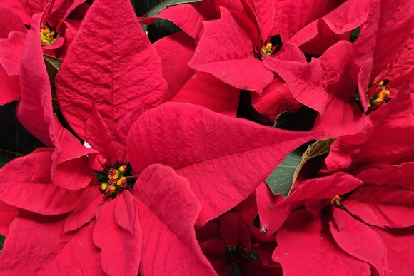 Poinsettia: la Stella di Natale