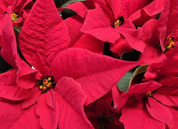 Poinsettia: la Stella di Natale